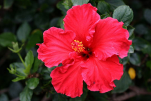 Hibiscus-flower