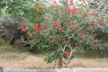 Hibiscus-plant-growing-wild