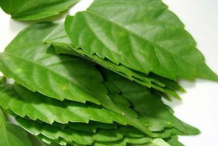 Leaves-of-Hibiscus