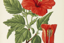 Plant-Illustration-of-Hibiscus