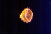 Pollen-of-Hibiscus