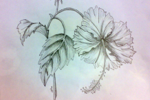 Sketch Of Hibiscus