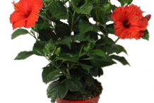 Small-Hibiscus-plant-on-pot