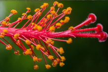 Stamens-with-anthers-releasing-yellow-pollen-grains-and-hairy-stigmas