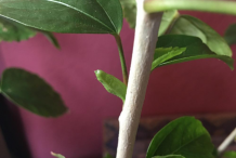 Stem-of-Hibiscus-plant