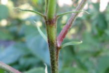 Stipules-of-Hibiscus