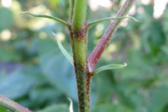 Stipules-of-Hibiscus