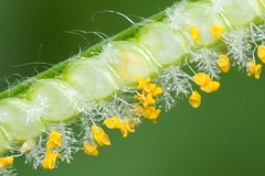 Closer-view-of-Flower-of-Hilo-grass
