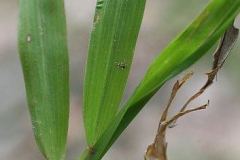 Closer-view-of-leaves-of-Hilo-grass