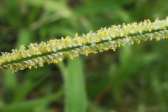 Flower-of-Hilo-grass