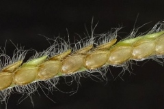 Fruit-of-Hilo-grass