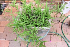 Hilo-grass-Plant-grown-on-pot