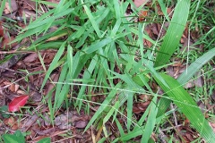 Hilo-grass-plant-growing-wild