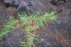 Hilo-grass-plant