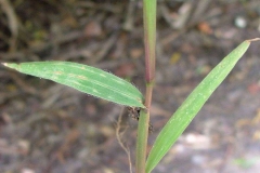 Leaves-of-Hilo-grass