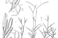 Plant-Illustration-of-Hilo-grass