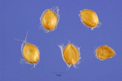 Seeds-of-Hilo-grass