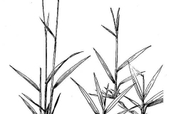 Sketch-of-Hilo-grass
