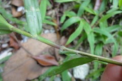 Stem-of-Hilo-grass