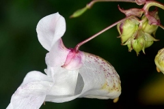 Closer-view-of-flower-of-Himalayan-balsam