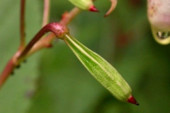Closer-view-of-fruits-of-Himalayan-balsam