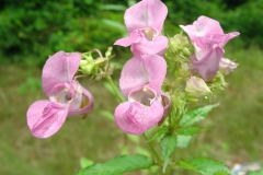 Flowers-of-Himalayan-balsam