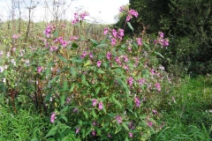 Himalayan-balsam-plant-growing-wild