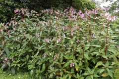 Himalayan-balsam-plant