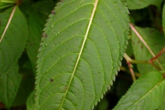 Leaves-of-Himalayan-balsam