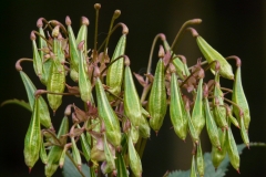 Mature-fruits-of-Himalayan-balsam