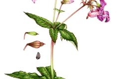 Plant-Illustration-of-Himalayan-balsam