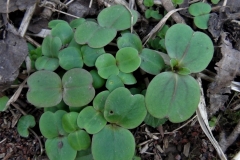 Saplings-of-Himalayan-balsam