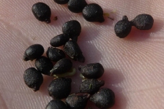Seeds-of-Himalayan-balsam