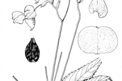 Sketch-of-Himalayan-balsam