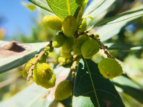 Immature-fruits-of-Himalayan-Bayberry