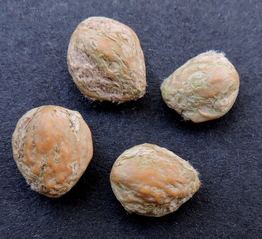 Seeds-of-Himalayan-Bayberry