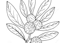 Sketch-of-Himalayan-Bayberry