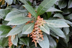 Flowers-of-Himalayan-Bayberry