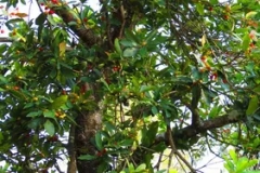 Himalayan-Bayberry-Tree
