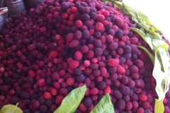 Himalayan-Bayberry