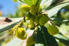 Immature-fruits-of-Himalayan-Bayberry