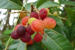 Mature-fruits-of-Himalayan-Bayberry