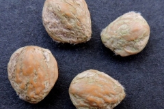 Seeds-of-Himalayan-Bayberry