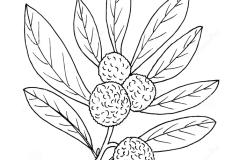 Sketch-of-Himalayan-Bayberry