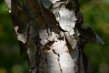 Bark-of-Himalayan-Birch-plant