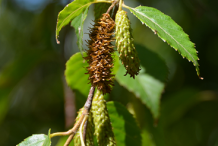 Female-flower-of-Himalayan-Birch