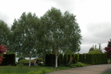 Himalayan-Birch-Plant