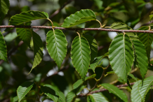 Leaves-of-Himalayan-Birch-plant