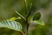 Male-flower-of-Himalayan-Birch-plant