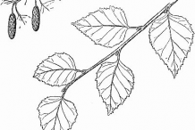 Plant-sketch-of-Himalayan-Birch